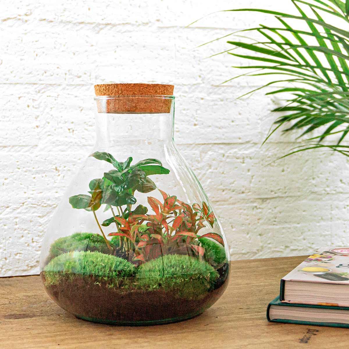 DIY Terrarium: Coffee Arabica – Plantclub