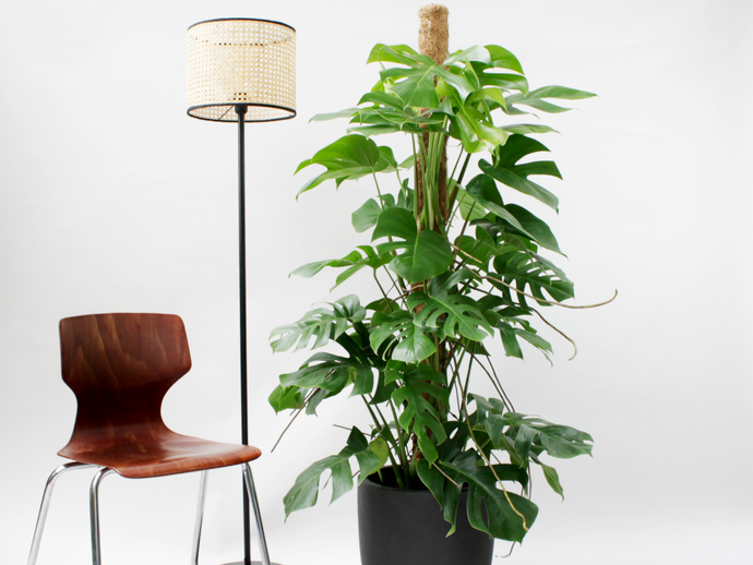 Tall houseplants: how to make a statement