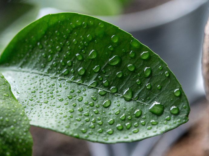 Ways to increase humidity for indoor plants