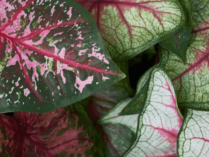 Variegated plants: a beginner's guide