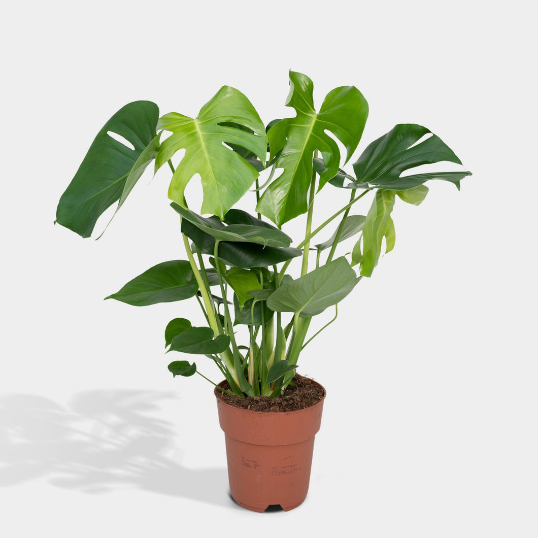 Monstera Deliciosa - Plante trouée - Pot 24cm - Hauteur 120-130cm -  FloraStore