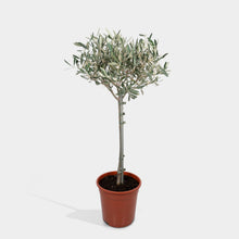 Load image into Gallery viewer, Olive Tree
