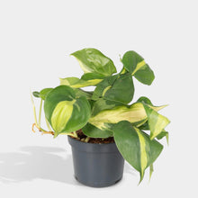 Bild in Galerie-Viewer laden, &lt;tc&gt;Philodendron Brasil&lt;/tc&gt;
