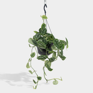 Satin Pothos