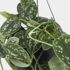 Satin Pothos