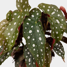 Load image into Gallery viewer, Begonia Maculata
