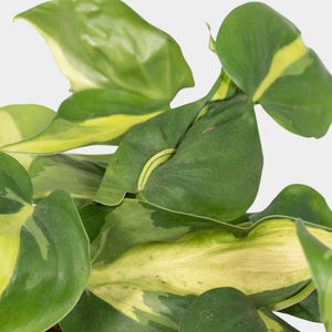 Philodendron Brasil