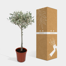 Load image into Gallery viewer, Olive Tree
