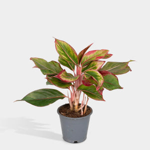 Aglaonema Crete