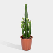 Load image into Gallery viewer, Euphorbia
