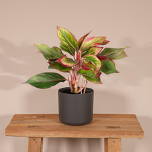 Load image into Gallery viewer, Aglaonema Crete
