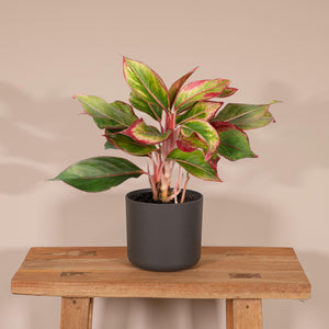 Aglaonema Crete