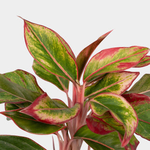 Aglaonema Crete