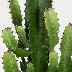 Euphorbia