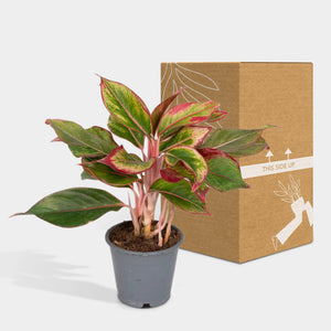 Aglaonema Crete