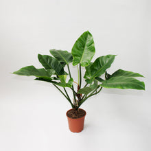 Load image into Gallery viewer, XL Philodendron Green Beauty

