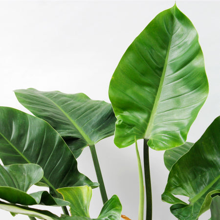 XL Philodendron Green Beauty