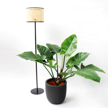 Load image into Gallery viewer, XL Philodendron Green Beauty
