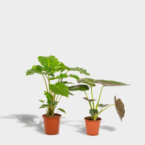 Alocasia-Set