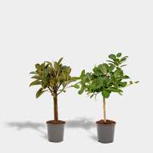 Load image into Gallery viewer, Ficus Set
