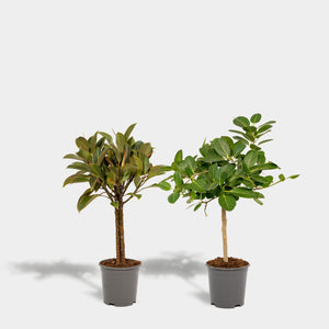 Ficus Set