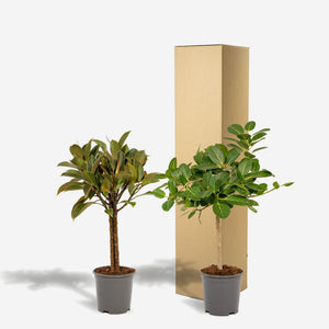 Ficus Set