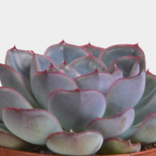 Load image into Gallery viewer, Succulent Set in Terracotta Pots
