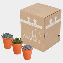 Load image into Gallery viewer, Succulent Set in Terracotta Pots
