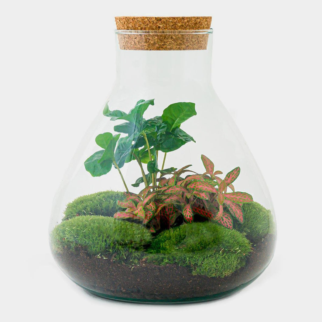 DIY Terrarium: Coffee Arabica