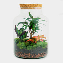 Load image into Gallery viewer, DIY Terrarium: Palm
