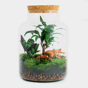 DIY Terrarium: Palm