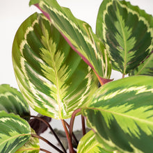 Load image into Gallery viewer, Calathea Set
