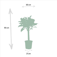 Load image into Gallery viewer, Ficus Set
