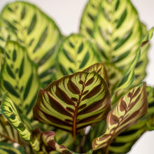 Load image into Gallery viewer, Calathea Set
