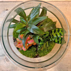 DIY Terrarium: Palm