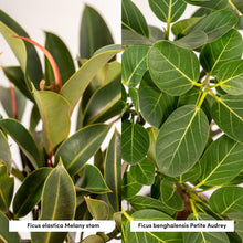 Load image into Gallery viewer, Ficus Set
