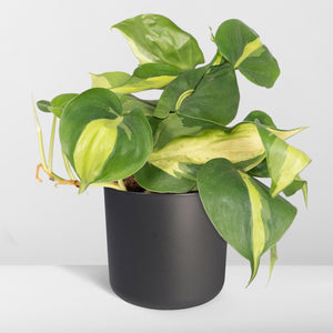 Philodendron Brasil