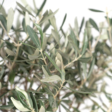 Load image into Gallery viewer, Olive Tree
